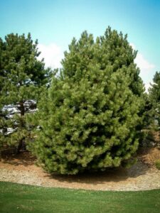 Сосна Чёрная (Pinus Nigra) купить по цене от 270.00р. в интернет-магазине «Посадика» с доставкой почтой в в Нерюнгрие и по всей России – [изображение №1].