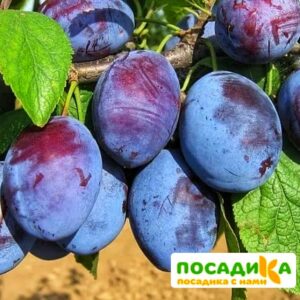 Слива Чачакская ранняя купить по цене от 229.00р. в интернет-магазине «Посадика» с доставкой почтой в в Нерюнгрие и по всей России – [изображение №1].