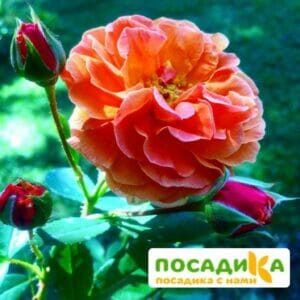 Роза Арабия купить по цене от 350.00р. в интернет-магазине «Посадика» с доставкой почтой в в Нерюнгрие и по всей России – [изображение №1].