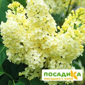 Сирень Примроуз (Primrose) купить по цене от 529.00р. в интернет-магазине «Посадика» с доставкой почтой в в Нерюнгрие и по всей России – [изображение №1].