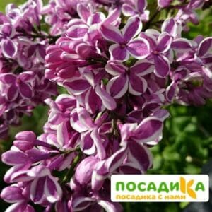 Сирень Сенсация купить по цене от 529.00р. в интернет-магазине «Посадика» с доставкой почтой в в Нерюнгрие и по всей России – [изображение №1].