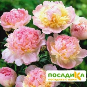 Пион Распберри Сандей (Paeonia Raspberry Sundae) купить по цене от 959р. в интернет-магазине «Посадика» с доставкой почтой в в Нерюнгрие и по всей России – [изображение №1].