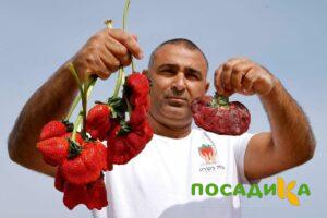 Клубника Гигант Джорнея купить по цене от 266р. в интернет-магазине «Посадика» с доставкой почтой в в Нерюнгрие и по всей России – [изображение №1].