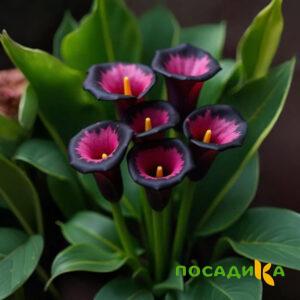 Калла Аура Лейс купить по цене от 400р. в интернет-магазине «Посадика» с доставкой почтой в в Нерюнгрие и по всей России – [изображение №1].