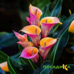 Калла Оникс купить по цене от 450р. в интернет-магазине «Посадика» с доставкой почтой в в Нерюнгрие и по всей России – [изображение №1].