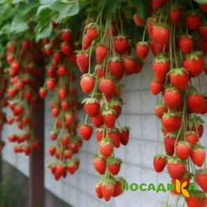 Клубника вьющаяся Комплимент купить по цене от 470р. в интернет-магазине «Посадика» с доставкой почтой в в Нерюнгрие и по всей России – [изображение №1].