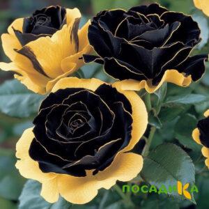Роза Ханни Сикл купить по цене от 700р. в интернет-магазине «Посадика» с доставкой почтой в в Нерюнгрие и по всей России – [изображение №1].