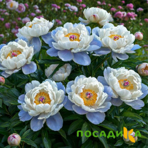 Пион акварельный Этюд купить по цене от 806р. в интернет-магазине «Посадика» с доставкой почтой в в Нерюнгрие и по всей России – [изображение №1].