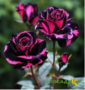 Роза Багровый Шепот купить по цене от 366р. в интернет-магазине «Посадика» с доставкой почтой в в Нерюнгрие и по всей России – [изображение №1].
