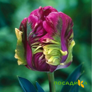 Тюльпан Экзотик Хэвен купить по цене от 186р. в интернет-магазине «Посадика» с доставкой почтой в в Нерюнгрие и по всей России – [изображение №1].