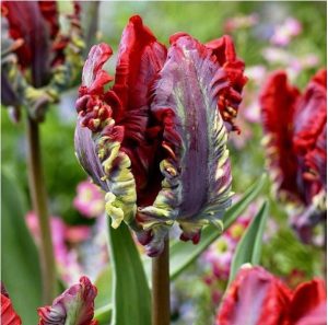 Тюльпан Рококо купить по цене от 350р. в интернет-магазине «Посадика» с доставкой почтой в в Нерюнгрие и по всей России – [изображение №1].