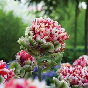 Тюльпан Дабл Флеминг Берд купить по цене от 249р. в интернет-магазине «Посадика» с доставкой почтой в в Нерюнгрие и по всей России – [изображение №1].