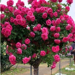 Роза Версаля купить по цене от 232р. в интернет-магазине «Посадика» с доставкой почтой в в Нерюнгрие и по всей России – [изображение №1].