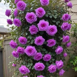 Роза Мистик Уайт купить по цене от 620р. в интернет-магазине «Посадика» с доставкой почтой в в Нерюнгрие и по всей России – [изображение №1].