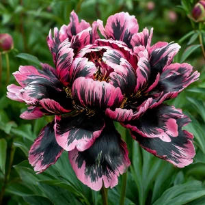 Пион Дроп Руби купить по цене от 469р. в интернет-магазине «Посадика» с доставкой почтой в в Нерюнгрие и по всей России – [изображение №1].