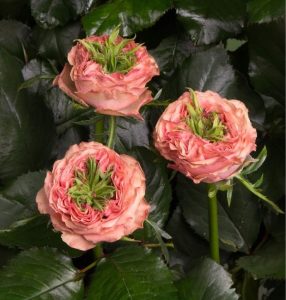 Роза Амбер Инчант купить по цене от 495р. в интернет-магазине «Посадика» с доставкой почтой в в Нерюнгрие и по всей России – [изображение №1].