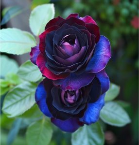 Роза Скарлет Рэвери купить по цене от 489р. в интернет-магазине «Посадика» с доставкой почтой в в Нерюнгрие и по всей России – [изображение №1].