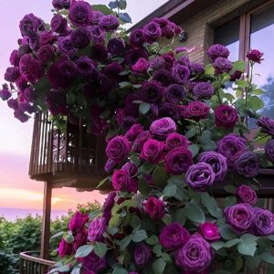 Роза Плетистая Плум Пэшн купить по цене от 610р. в интернет-магазине «Посадика» с доставкой почтой в в Нерюнгрие и по всей России – [изображение №1].