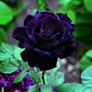 Роза Блэк Пантер купить по цене от 319р. в интернет-магазине «Посадика» с доставкой почтой в в Нерюнгрие и по всей России – [изображение №1].