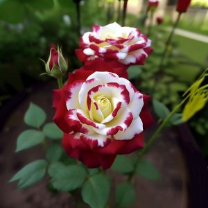 Роза Роял Глом купить по цене от 401р. в интернет-магазине «Посадика» с доставкой почтой в в Нерюнгрие и по всей России – [изображение №1].