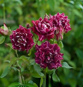 Роза Опаловый Пейзаж купить по цене от 490р. в интернет-магазине «Посадика» с доставкой почтой в в Нерюнгрие и по всей России – [изображение №1].