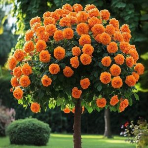 Роза Солнечный Шарм купить по цене от 349р. в интернет-магазине «Посадика» с доставкой почтой в в Нерюнгрие и по всей России – [изображение №1].