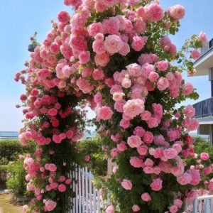 Роза Пастель Розе купить по цене от 605р. в интернет-магазине «Посадика» с доставкой почтой в в Нерюнгрие и по всей России – [изображение №1].