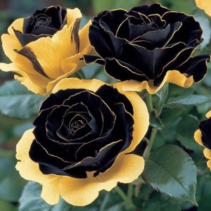 Роза Ханни Сикл купить по цене от 700р. в интернет-магазине «Посадика» с доставкой почтой в в Нерюнгрие и по всей России – [изображение №1].