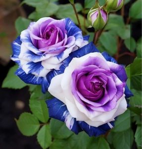 Роза Айвори Каскад купить по цене от 420р. в интернет-магазине «Посадика» с доставкой почтой в в Нерюнгрие и по всей России – [изображение №1].