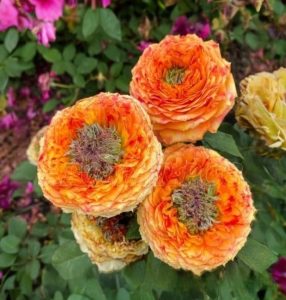 Роза Золотой Мираж купить по цене от 420р. в интернет-магазине «Посадика» с доставкой почтой в в Нерюнгрие и по всей России – [изображение №1].