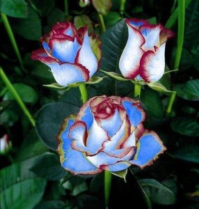 Роза Сафайер Пэтл купить по цене от 450р. в интернет-магазине «Посадика» с доставкой почтой в в Нерюнгрие и по всей России – [изображение №1].