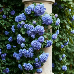 Роза плетистая Блю Перпл купить по цене от 540р. в интернет-магазине «Посадика» с доставкой почтой в в Нерюнгрие и по всей России – [изображение №1].